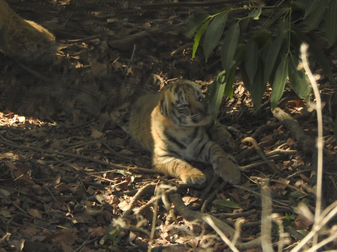 nauradehi tiger sanctuary