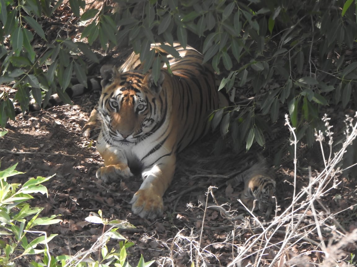 tiger in mp