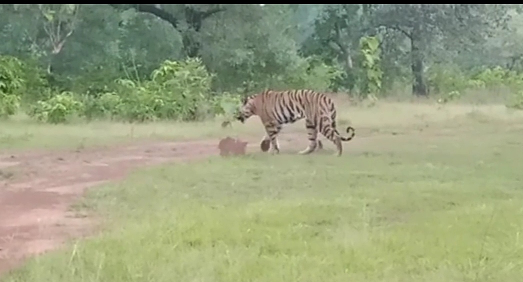 tiger in mp