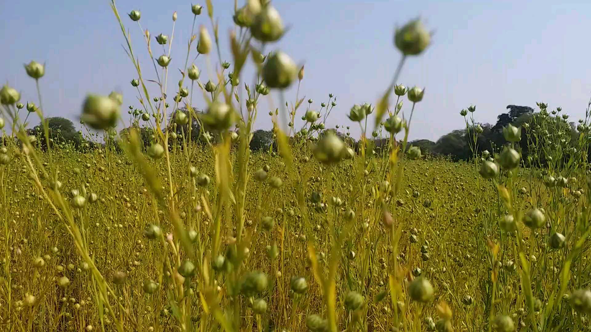 Agricultural Research Center Sagar