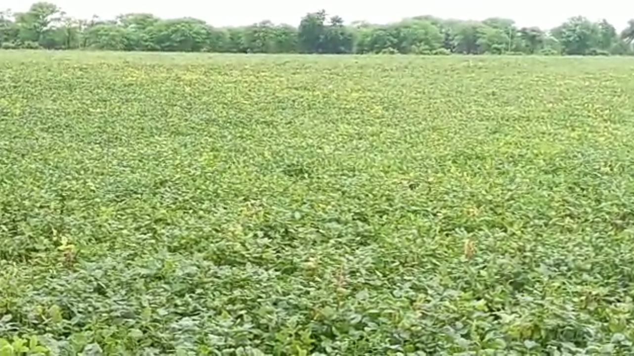 heavy rains Bundelkhand Urad moong crops destroyed