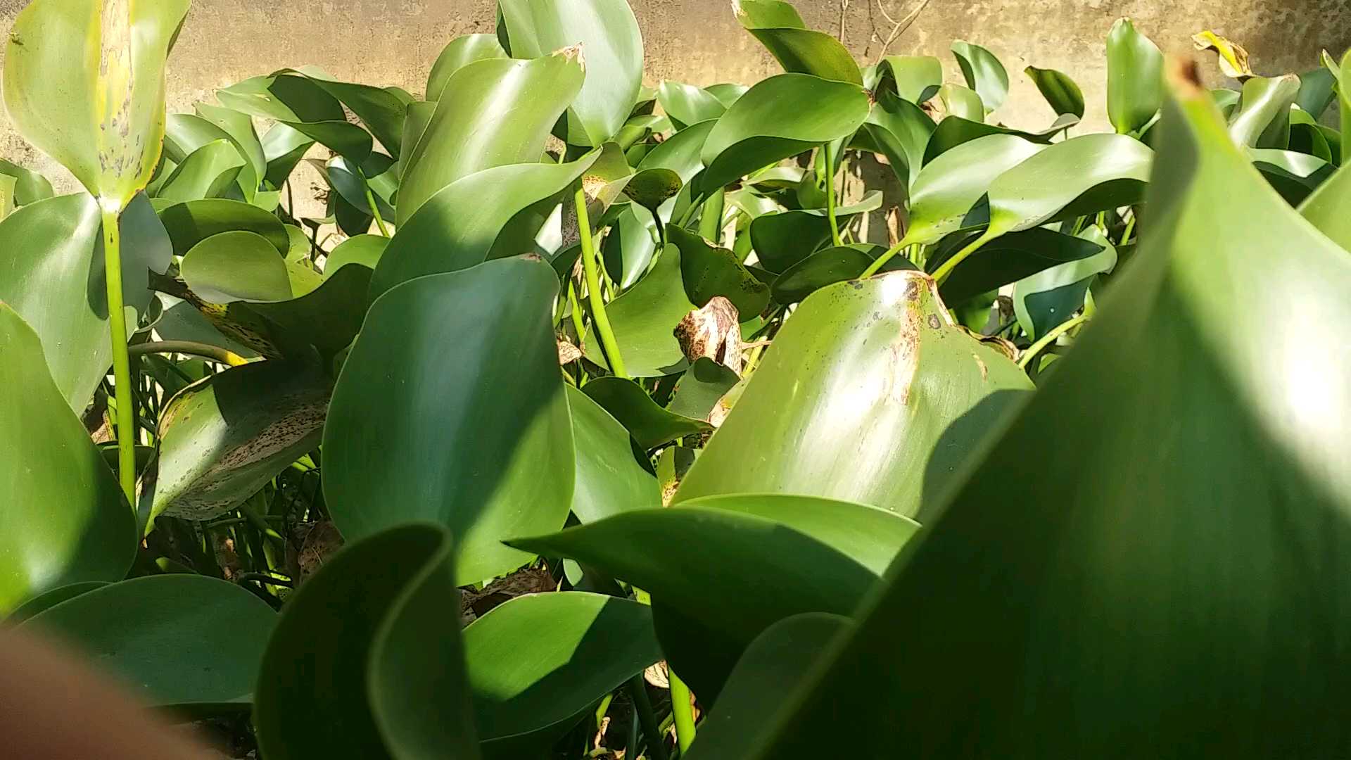 Biofuel can be made from hyacinth