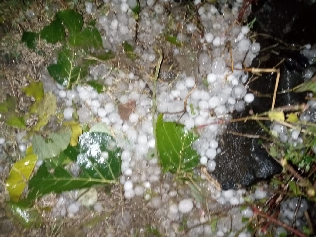 Crop ruined due to hailstorm in MP