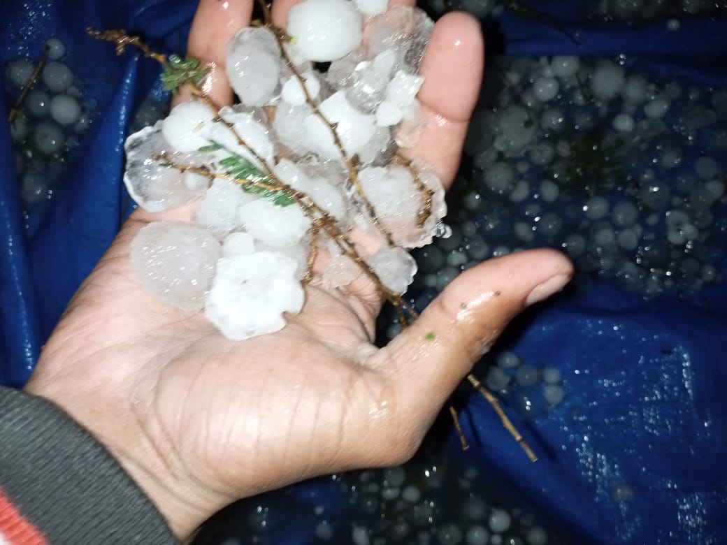 Sagar hailstorm damage crop