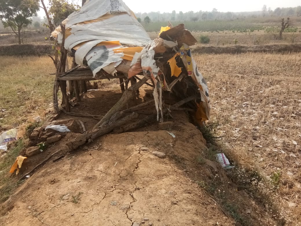 terror of elephants in Shahdol