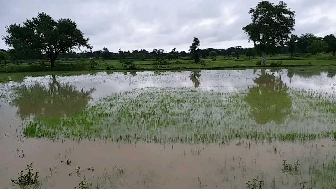 Transplanting started in the fields after the rain