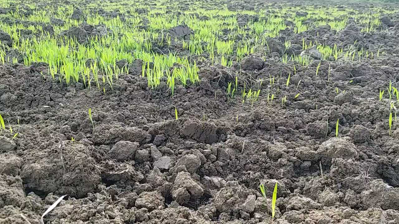 Worries of farmers have increased due to no rain IN SHAHDOL