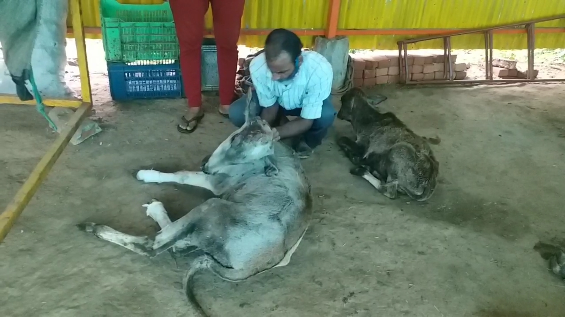 Atal Kamdhenu Gau Sewa Sansthan