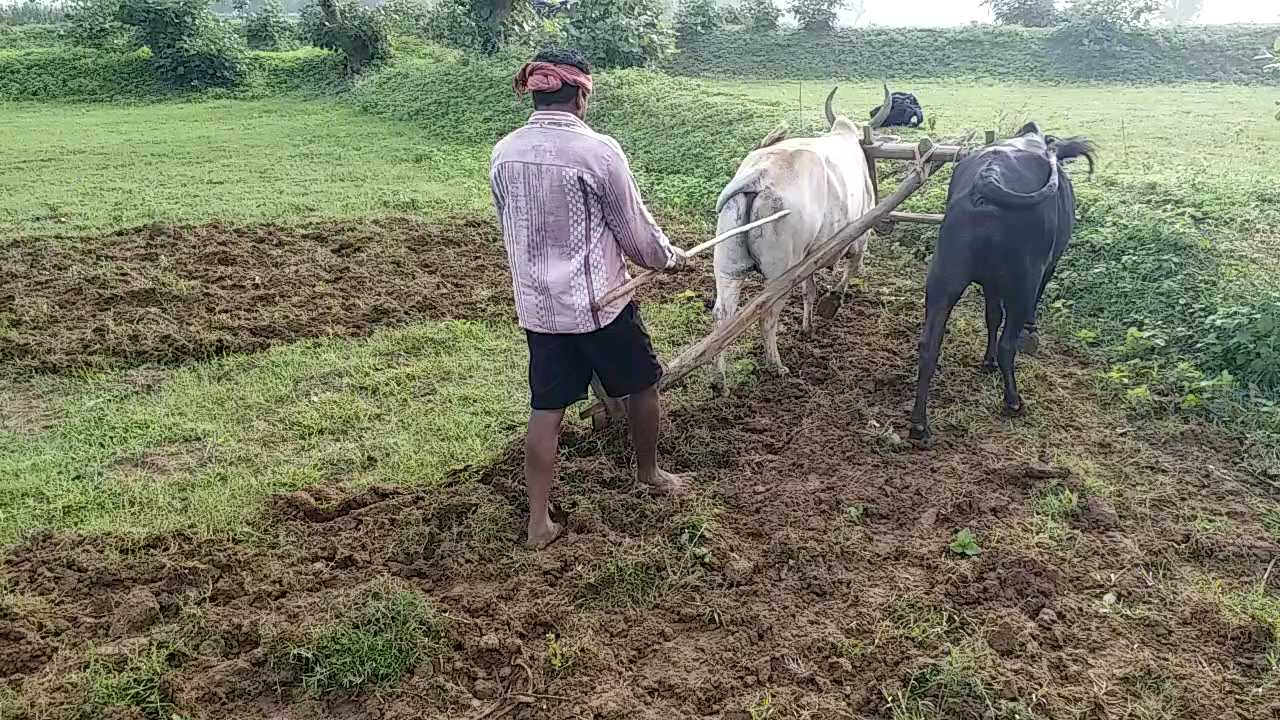 किसानों ने शुरु की फसल की बुआई