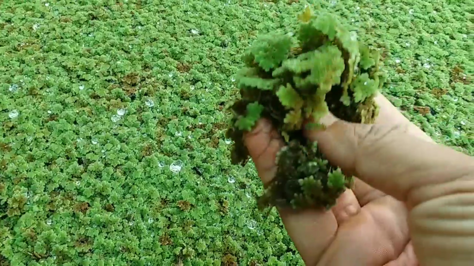 Azolla fern is best product