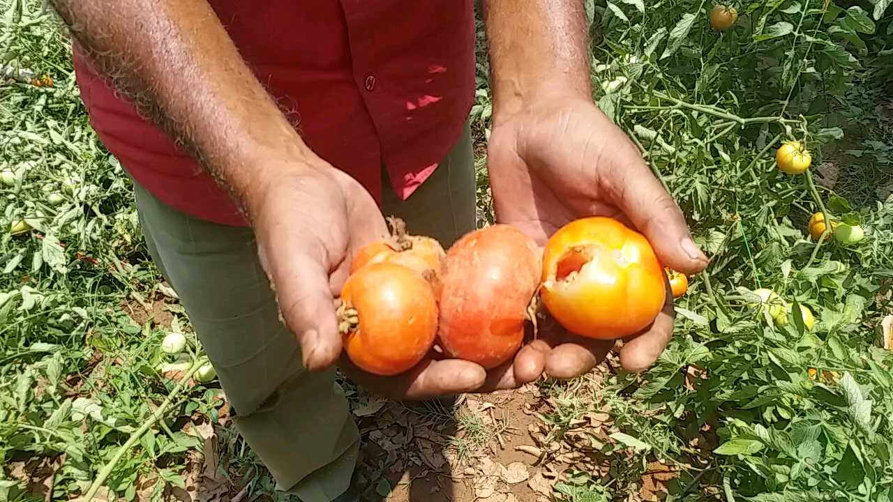 changing weather increased the concern of farmers