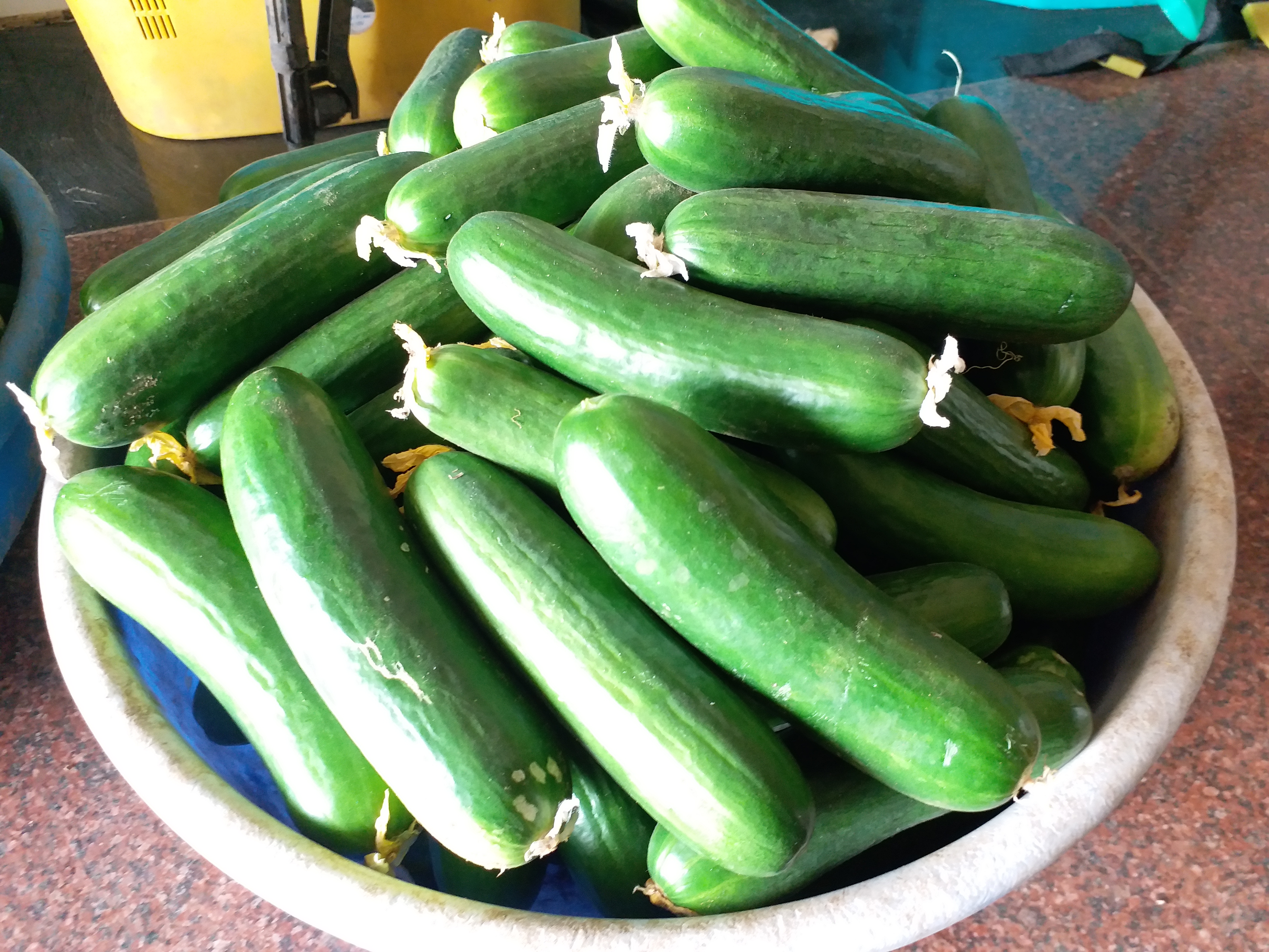 Cucumber farming