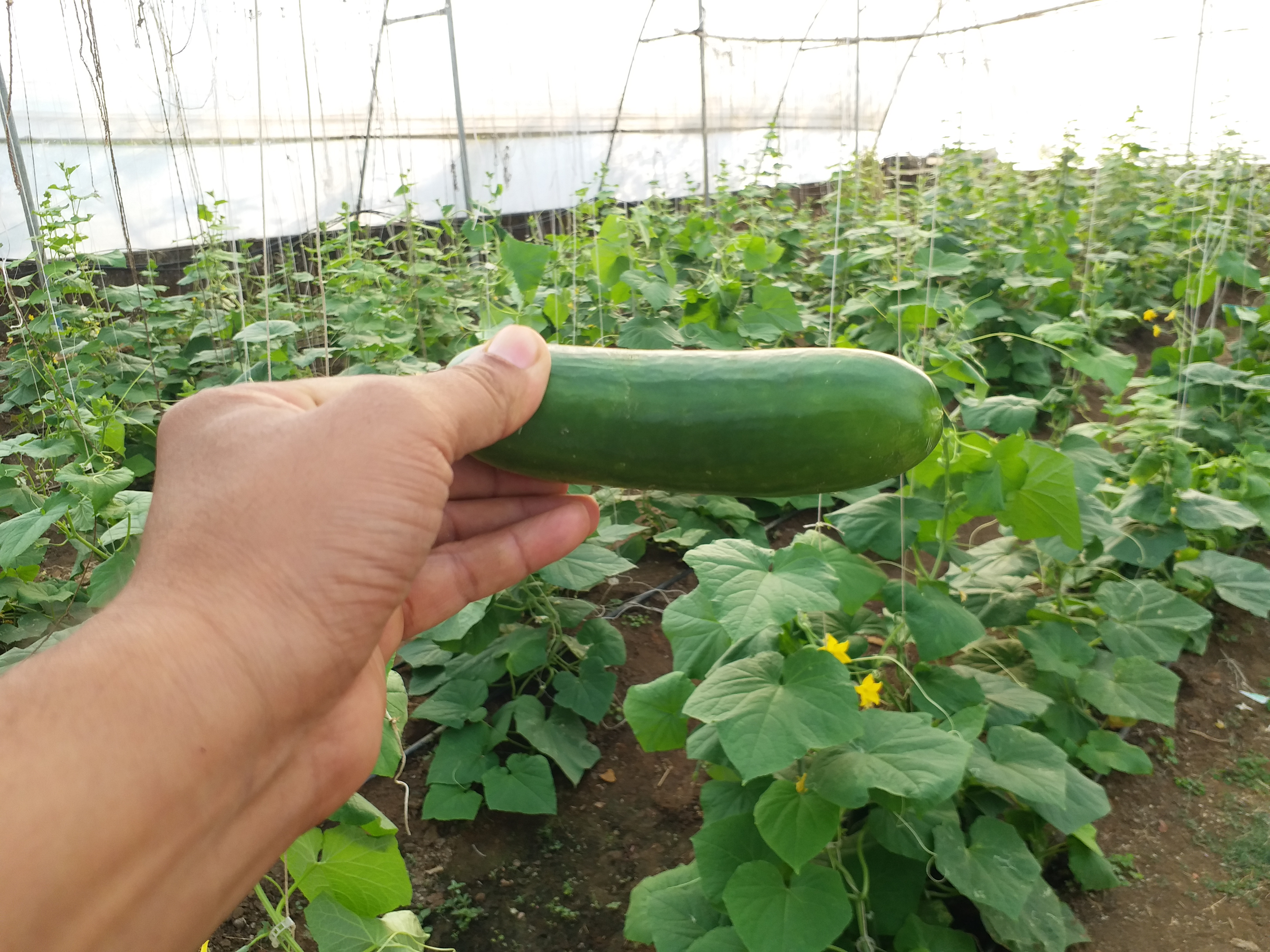 Cucumber farming