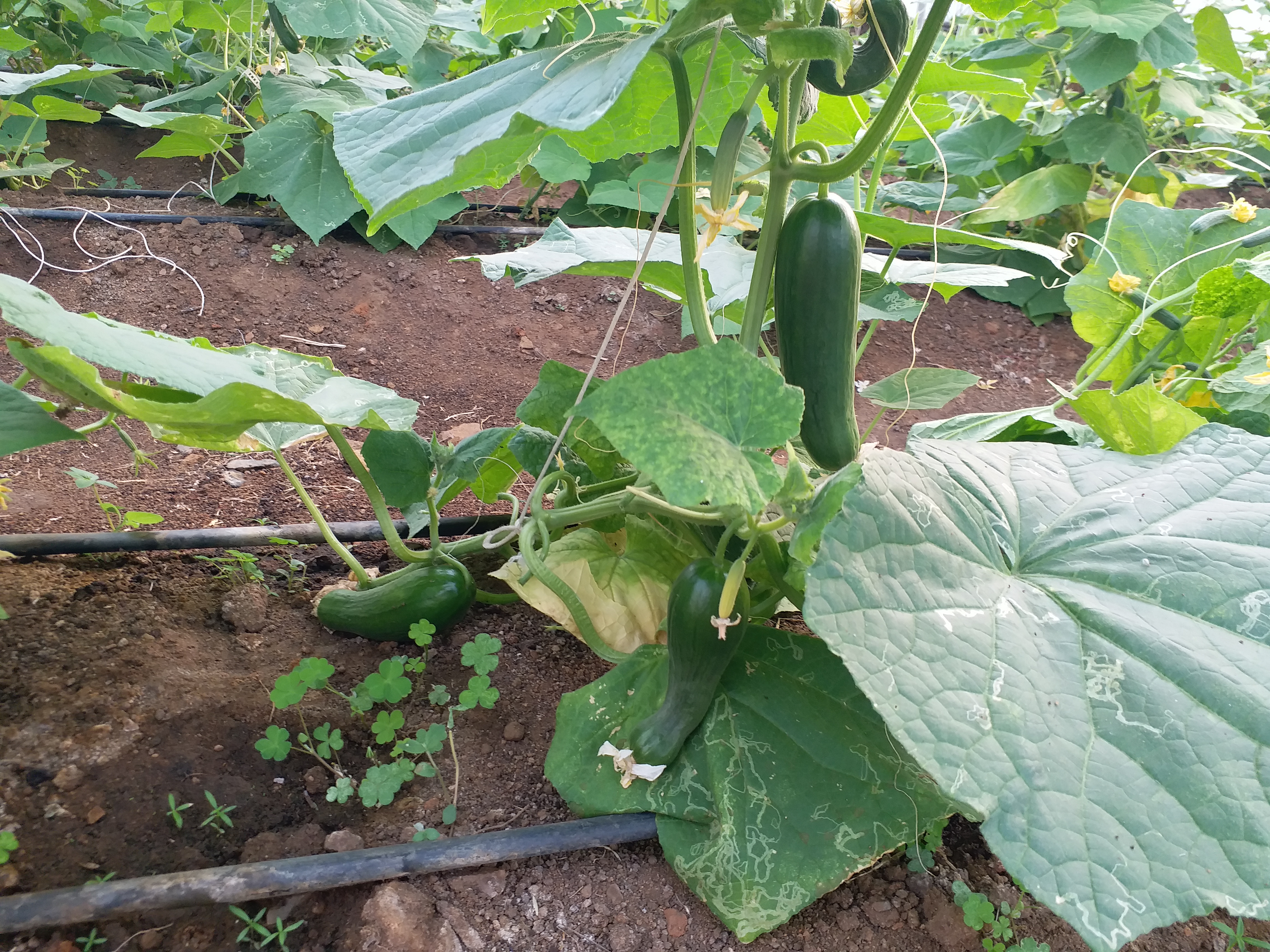 Cucumber farming