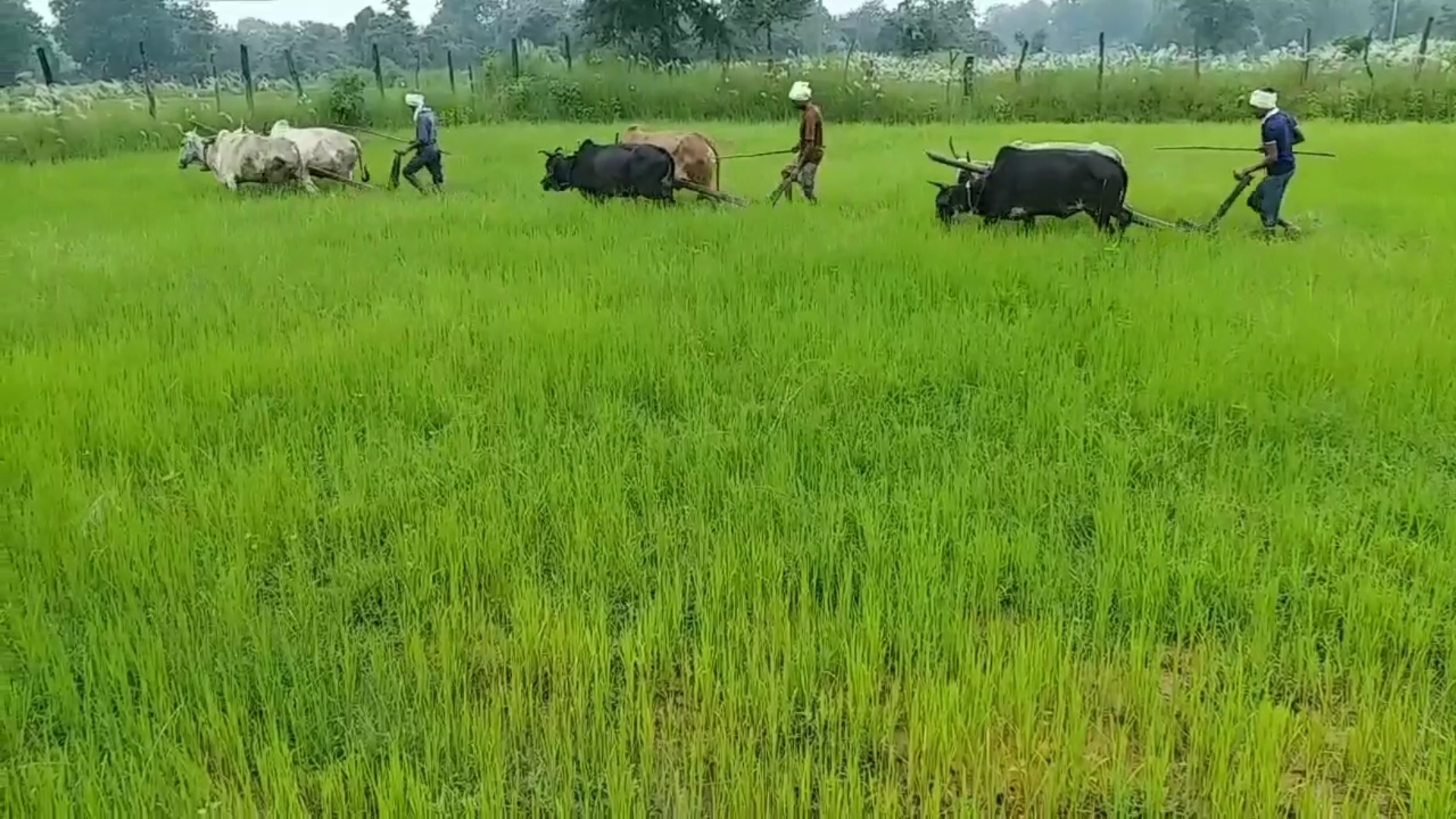 farmers in crop