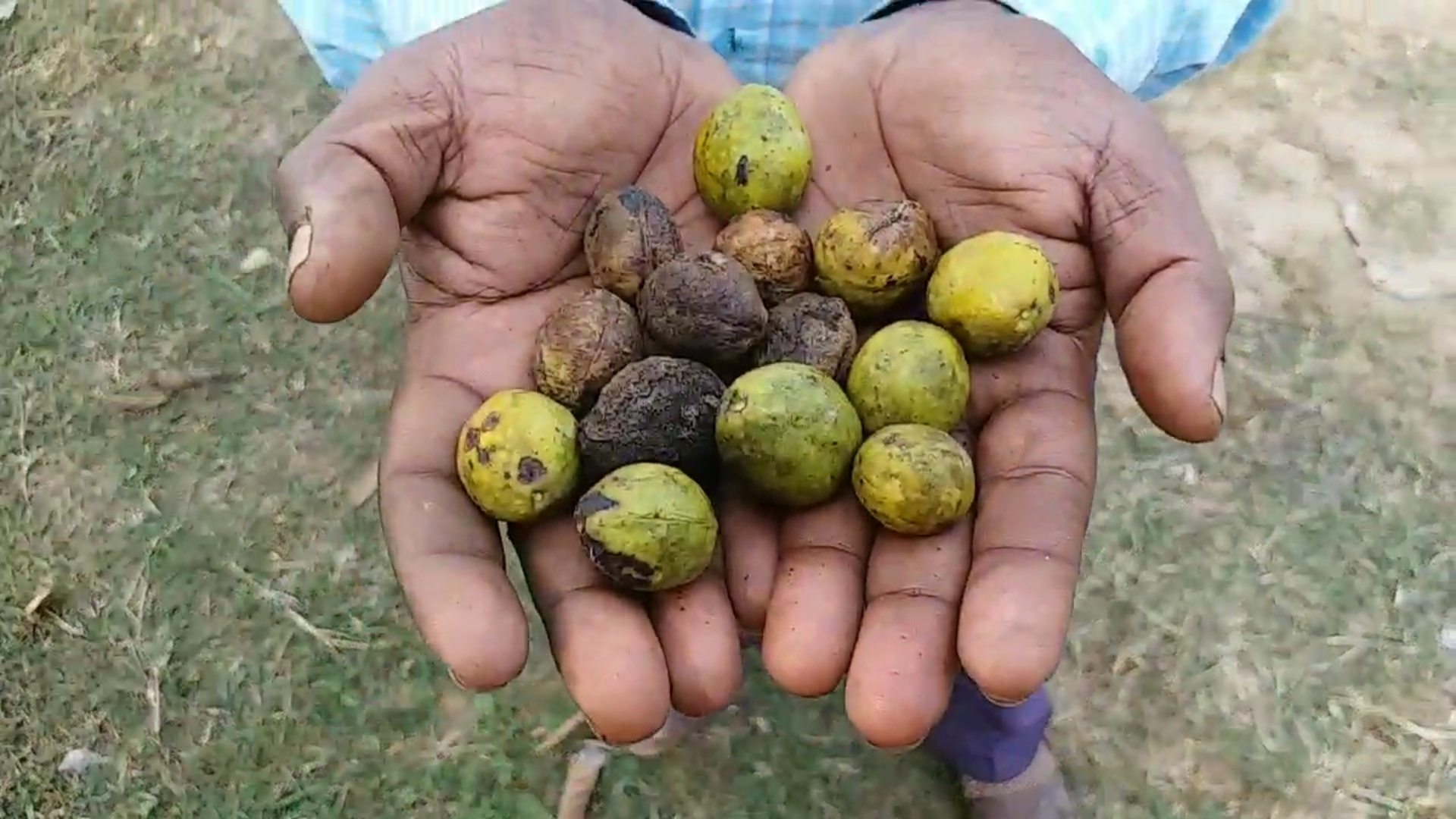 harra fruit