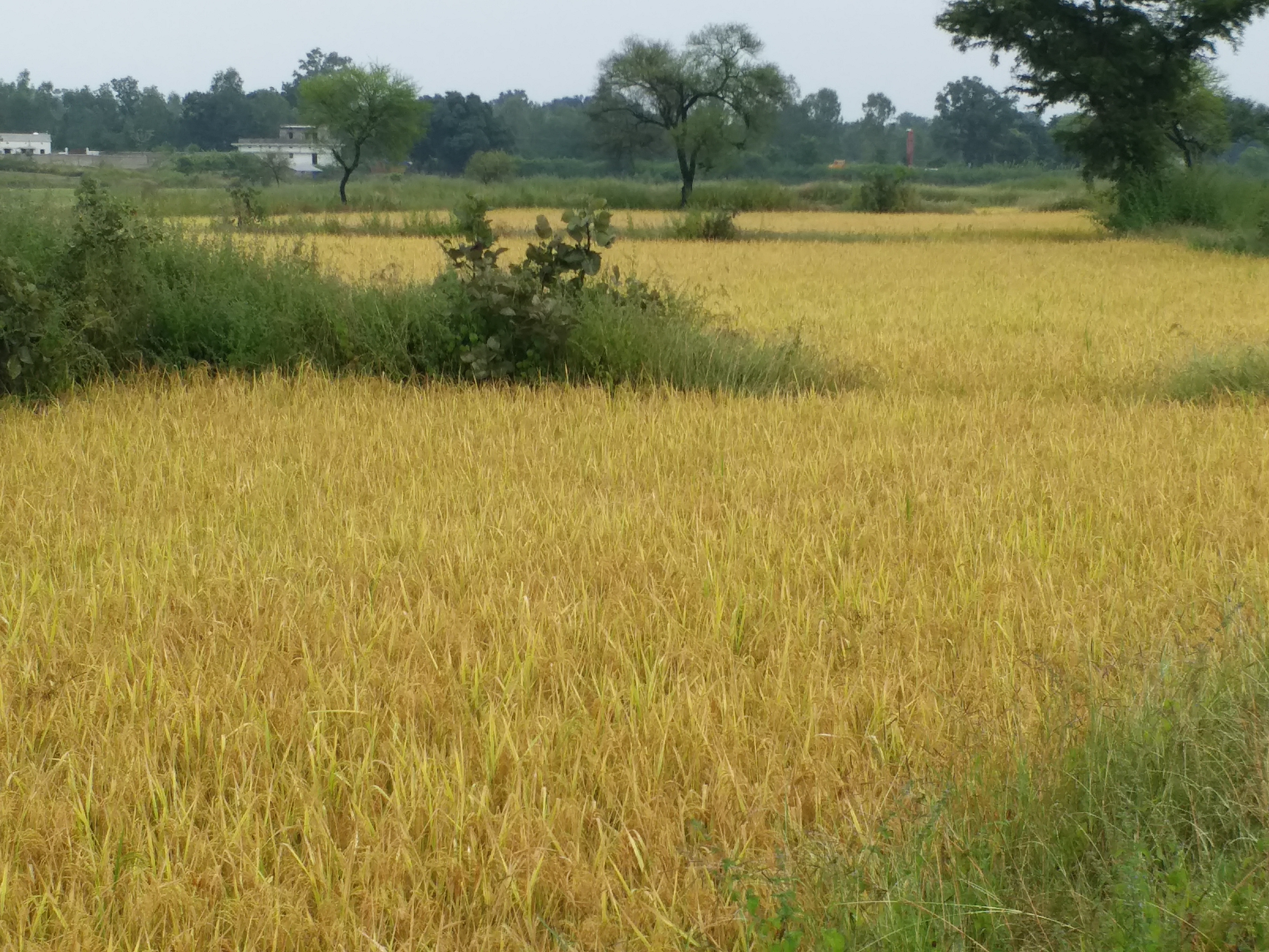 Farmers are worried about change in weather as  paddy crop is ready