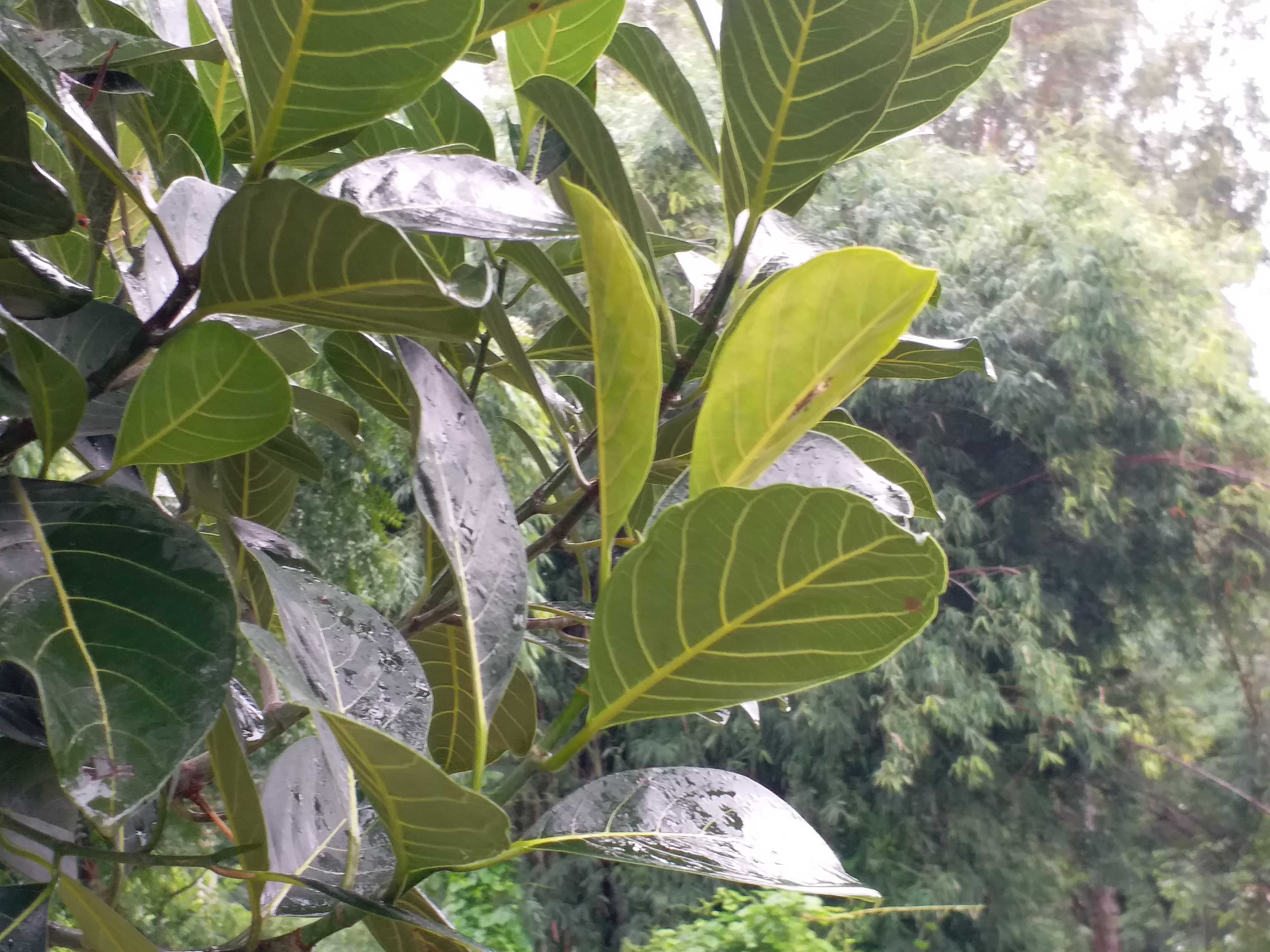 Rain tree plants get relief