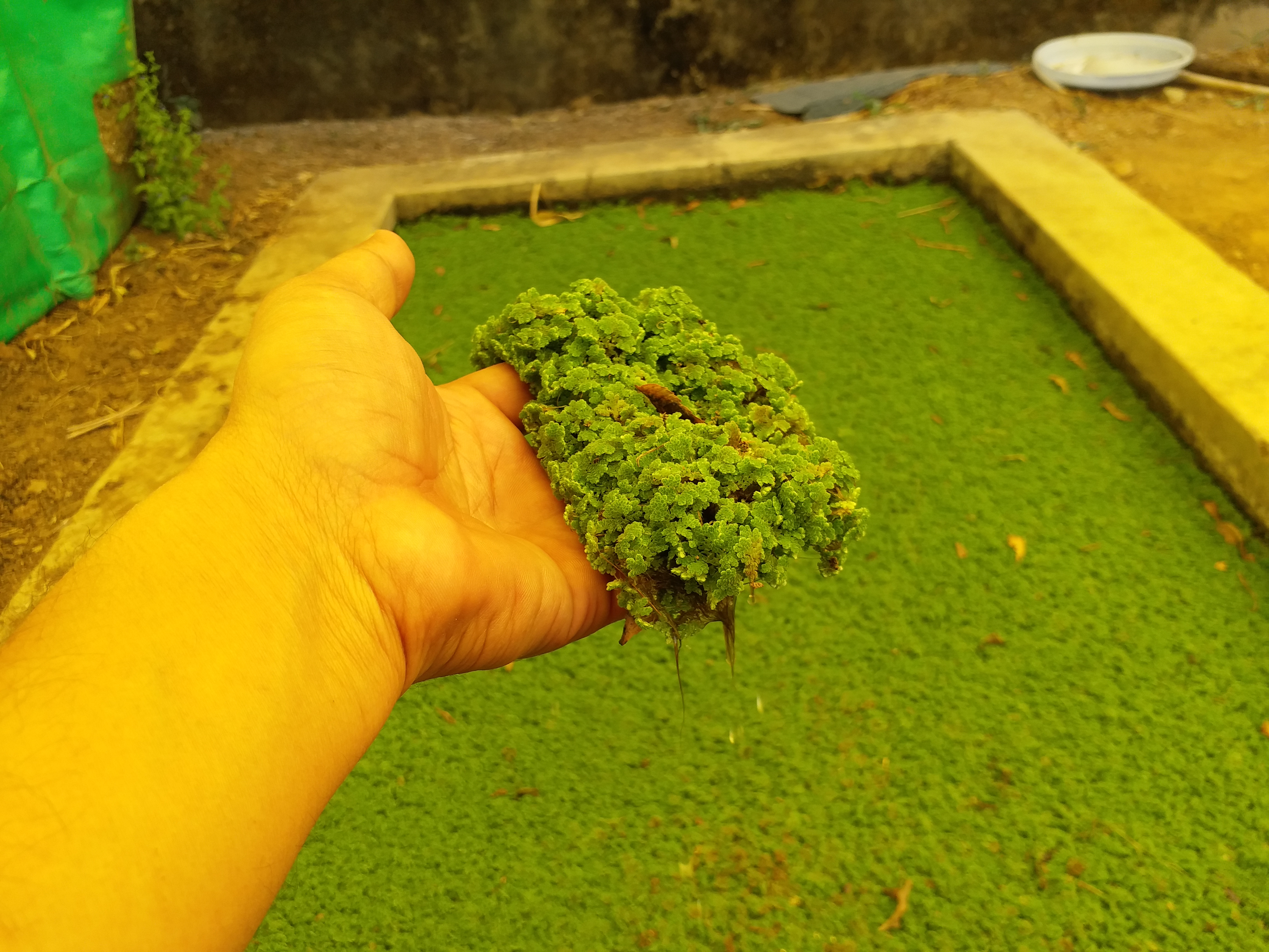 Azolla cultivation