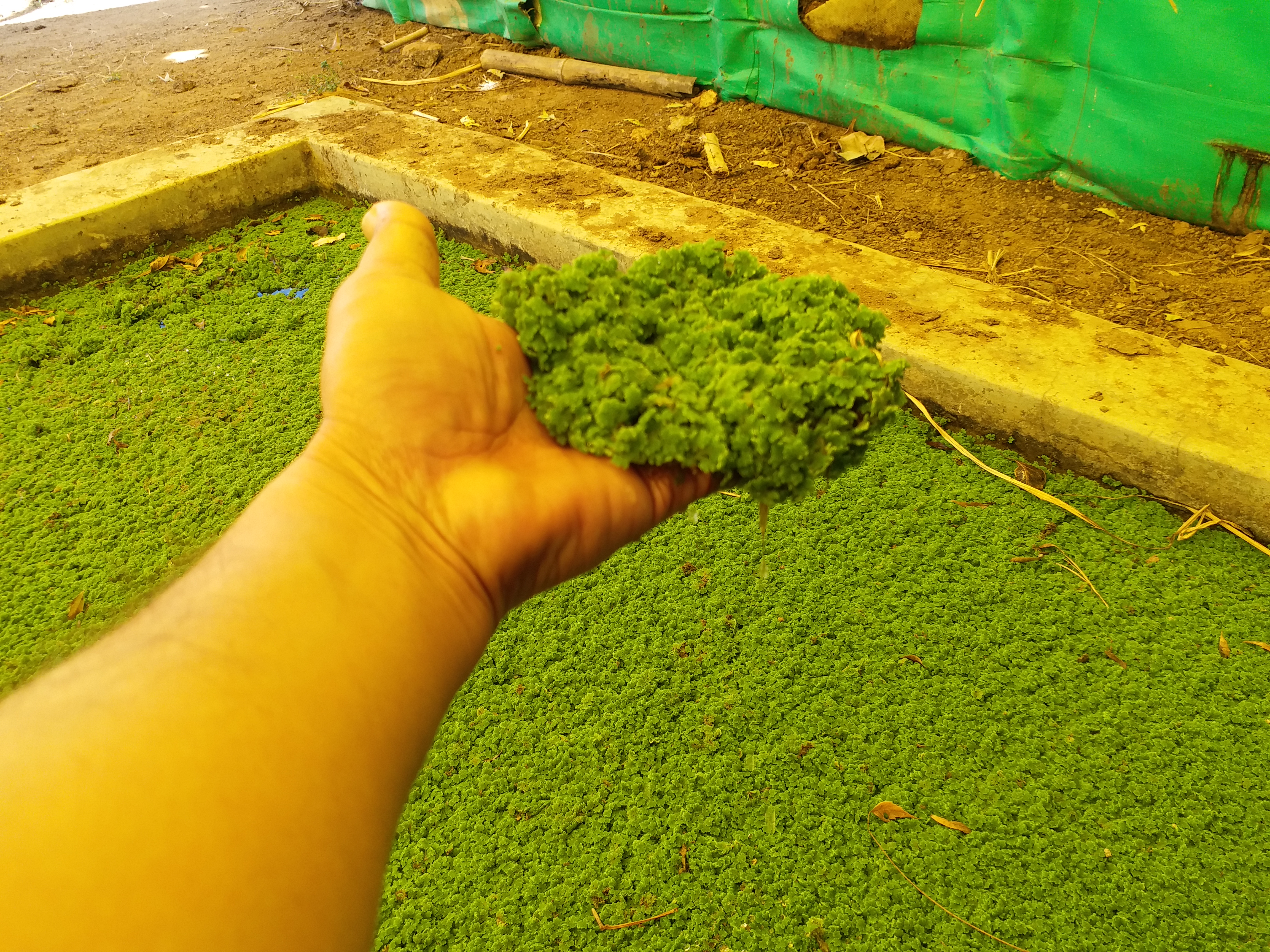 Azolla cultivation