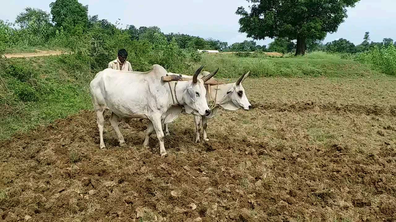 Farmers are back farming from oxen due to increase in diesel prices