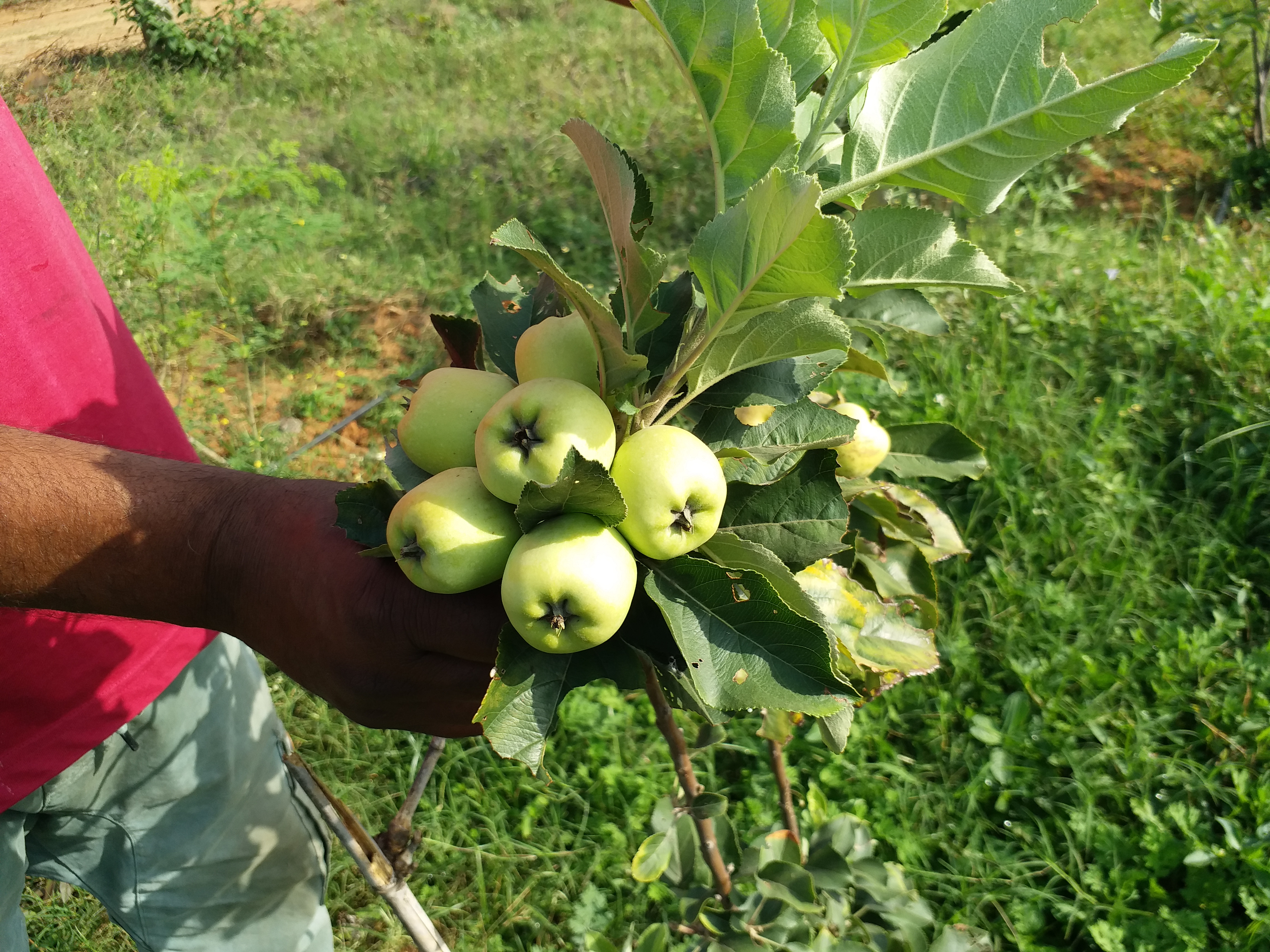 shahdol apple farming