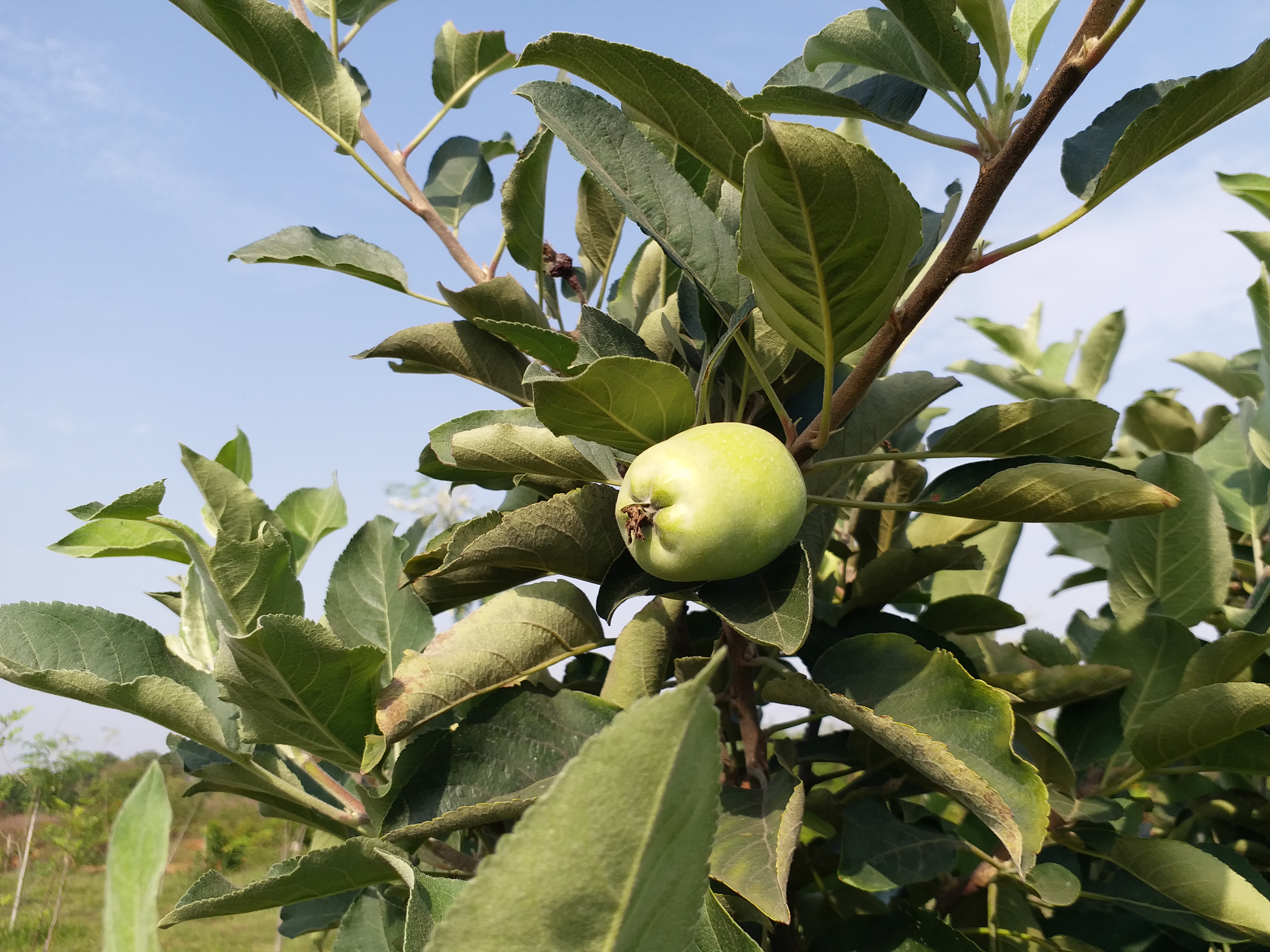 shahdol apple farming