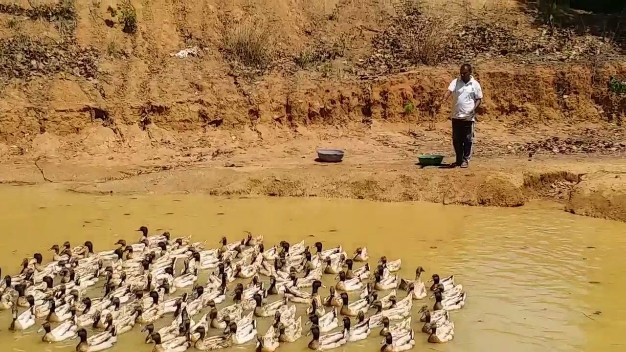 duck farming in shahdol