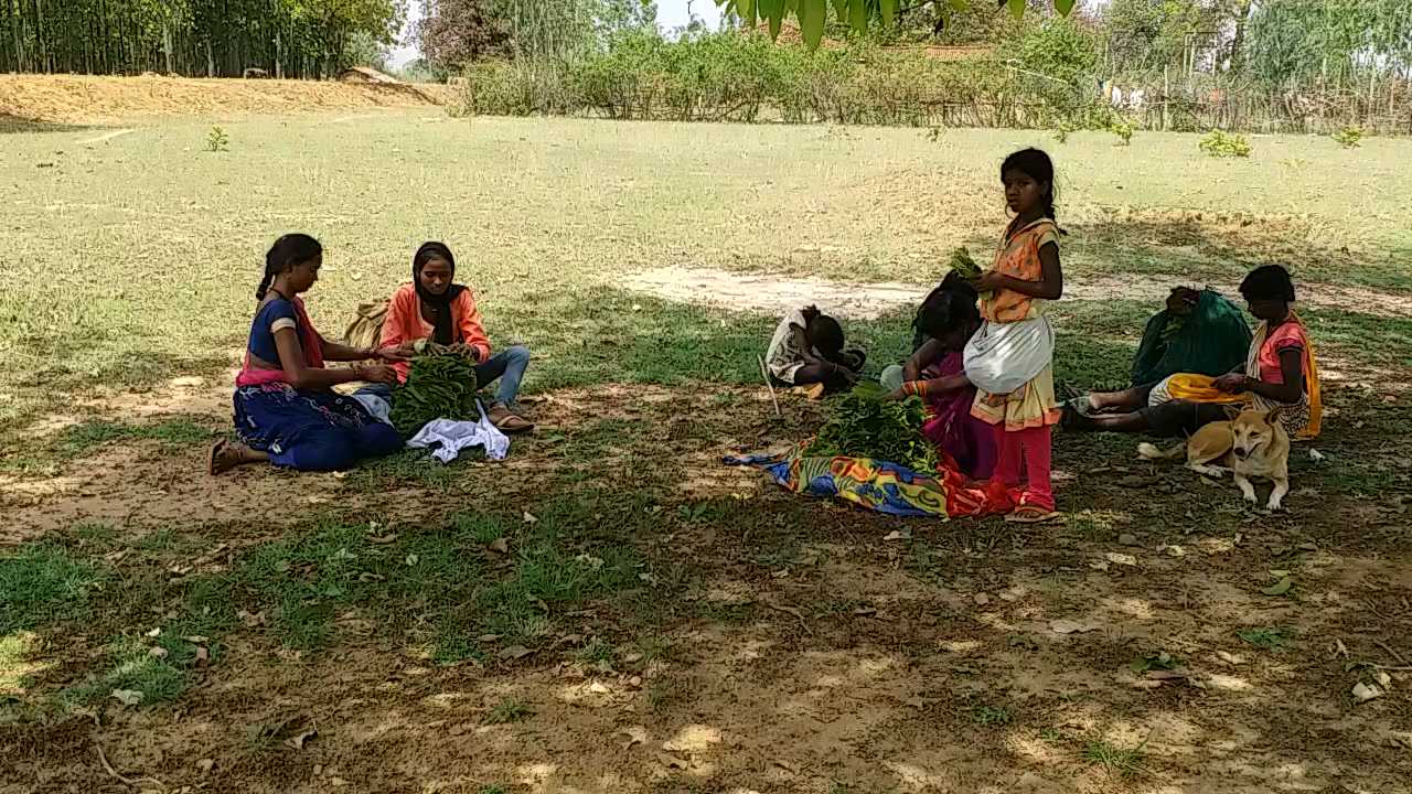 Tendupatta is becoming the support of rural laborers