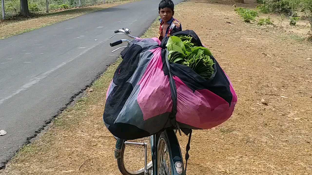 Tendupatta is becoming the support of rural laborers