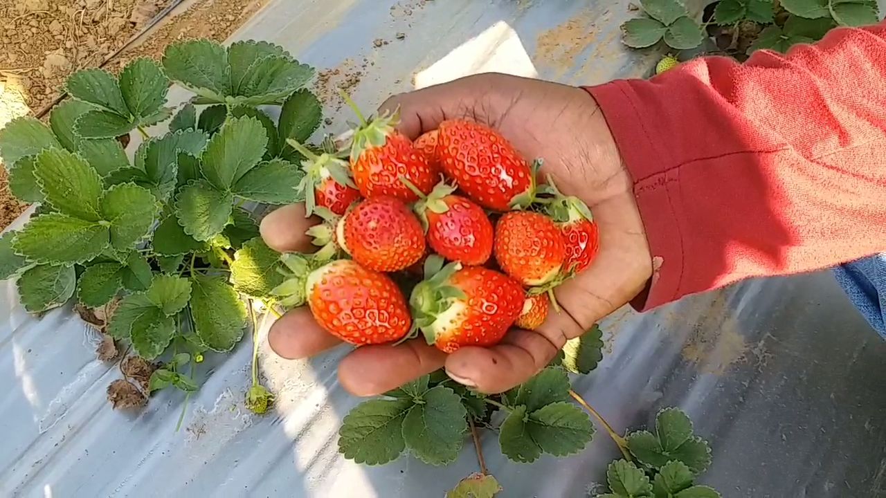 MP Shahdol Farmers shown way by growing strawberr