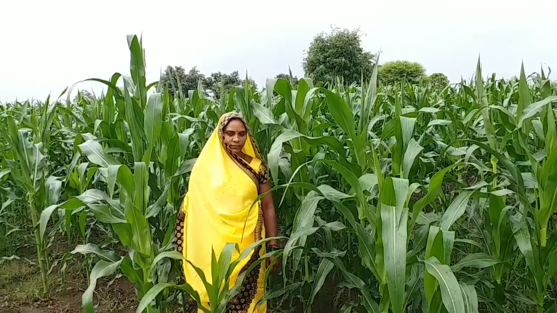 Shahdol Women Farmer Niranjana Singh made farming profitable business