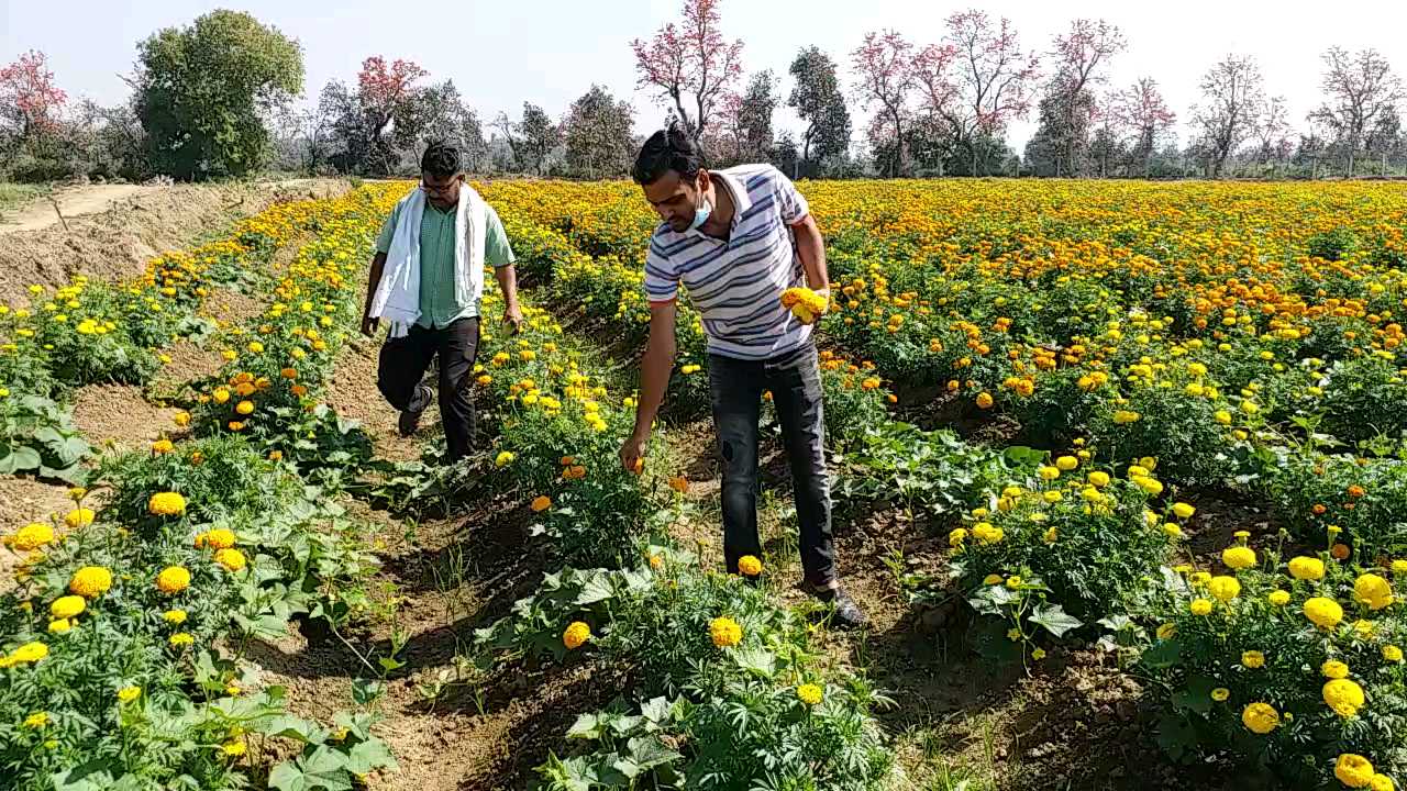 flowers farmers are in loss due to lockdown