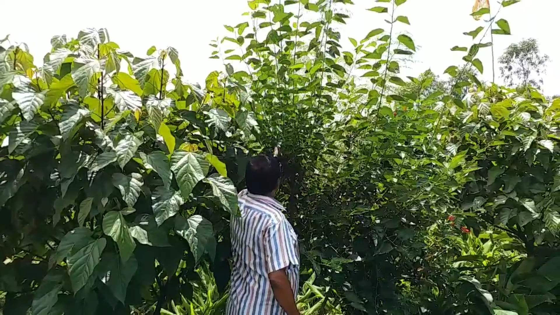 Shahdol MP Cultivation Rare Herbs