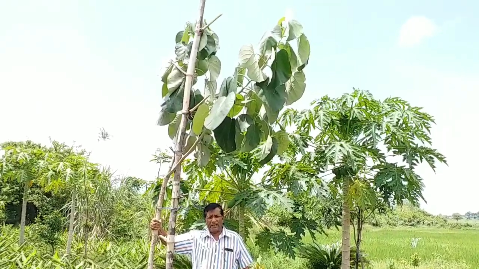 Shahdol MP Cultivation Rare Herbs