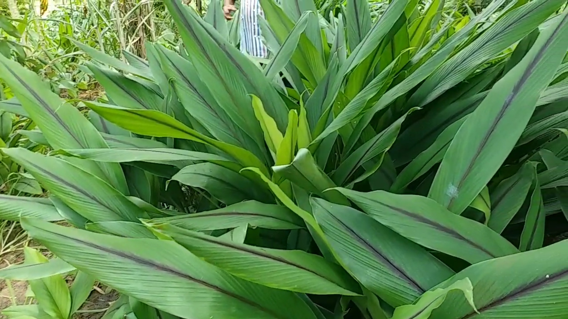 Shahdol MP Cultivation Rare Herbs