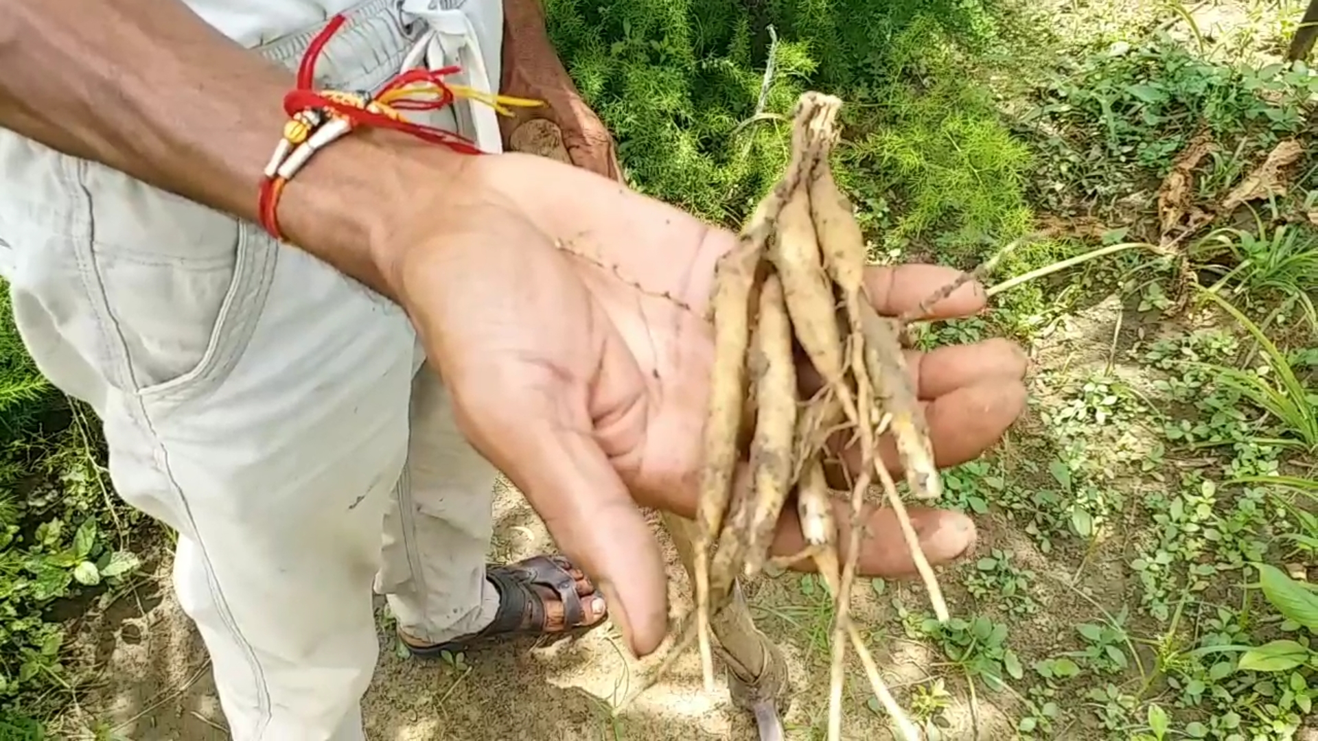 Shahdol MP Cultivation Rare Herbs