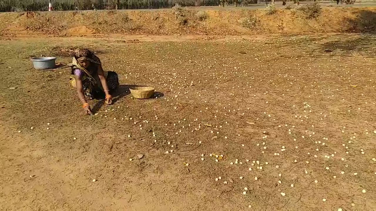 Tribal woman collecting mahua