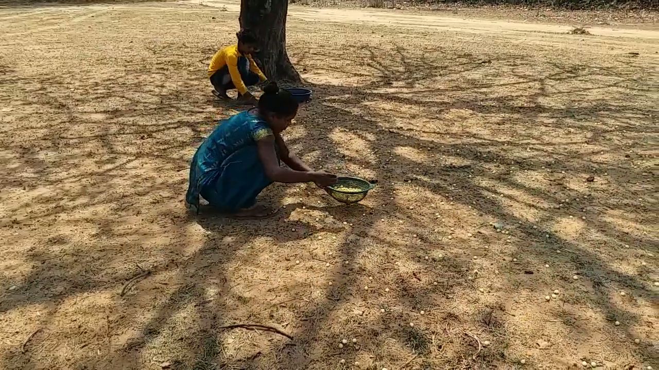 Tribal woman collecting mahua