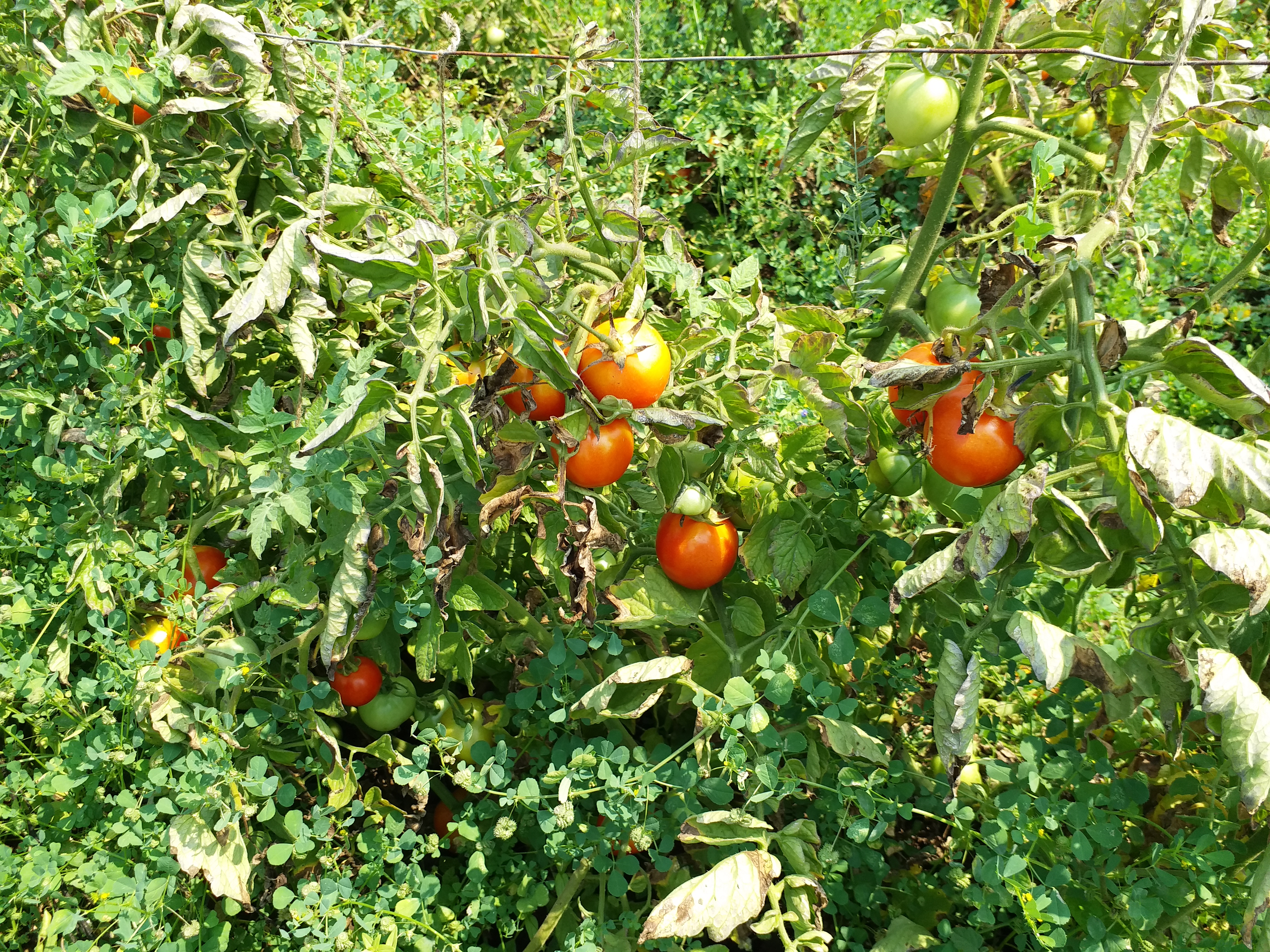 Shahdol Tomato growers