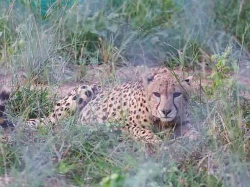 2 male leopards left in big enclosure