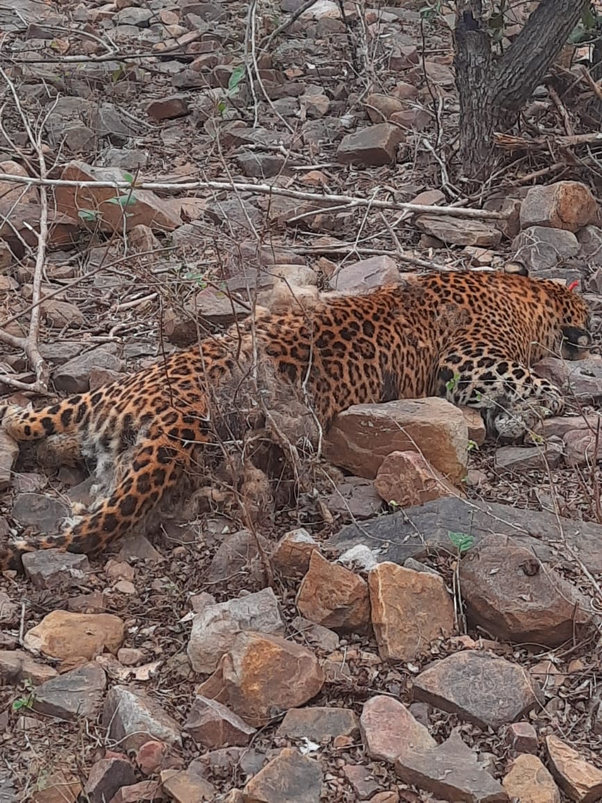 dead body of two leopards found in Kuno forest range