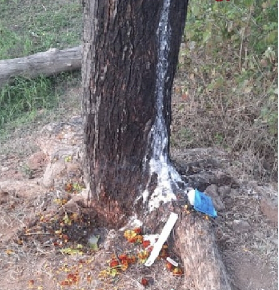 shivpuri neem tree milky water