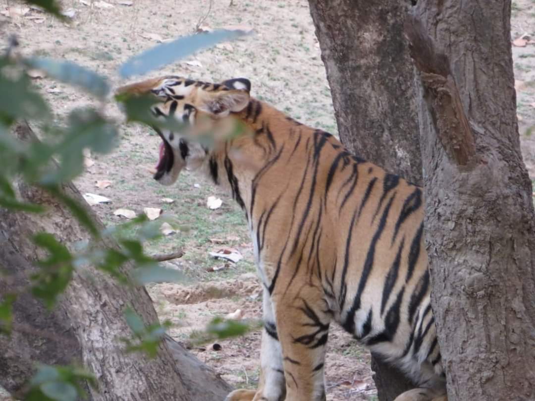 Governor visit Sanjay Tiger Reserve