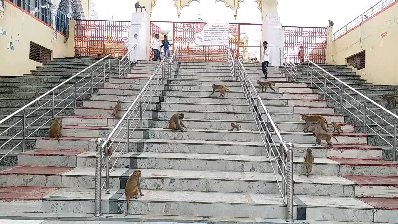 Monkeys on the steps of the temple