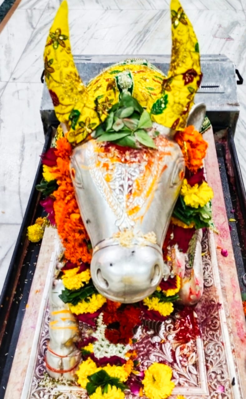 Darshan of Nandi Maharaj