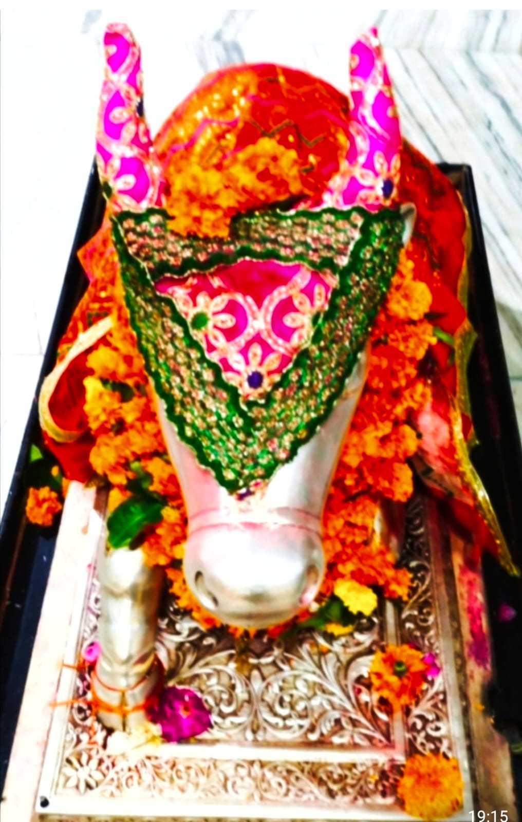 Darshan of Nandi Maharaj