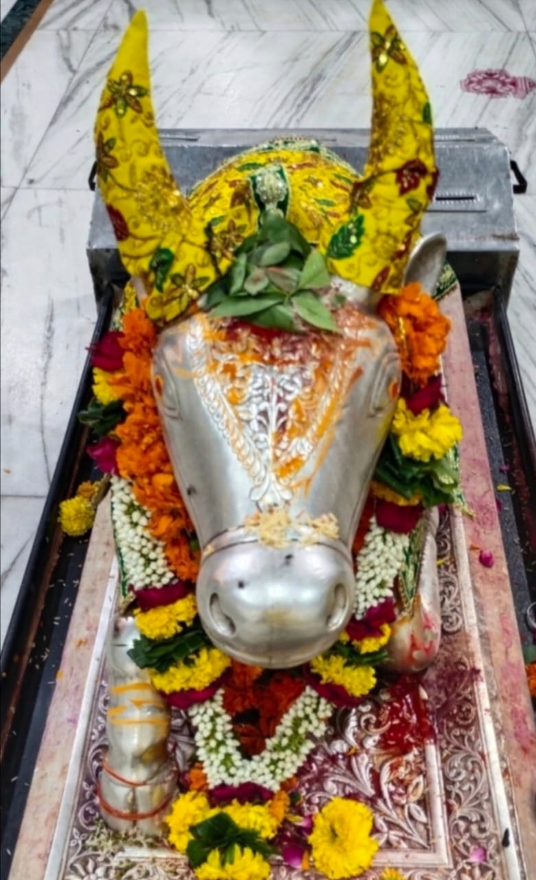 Darshan of Nandi Maharaj