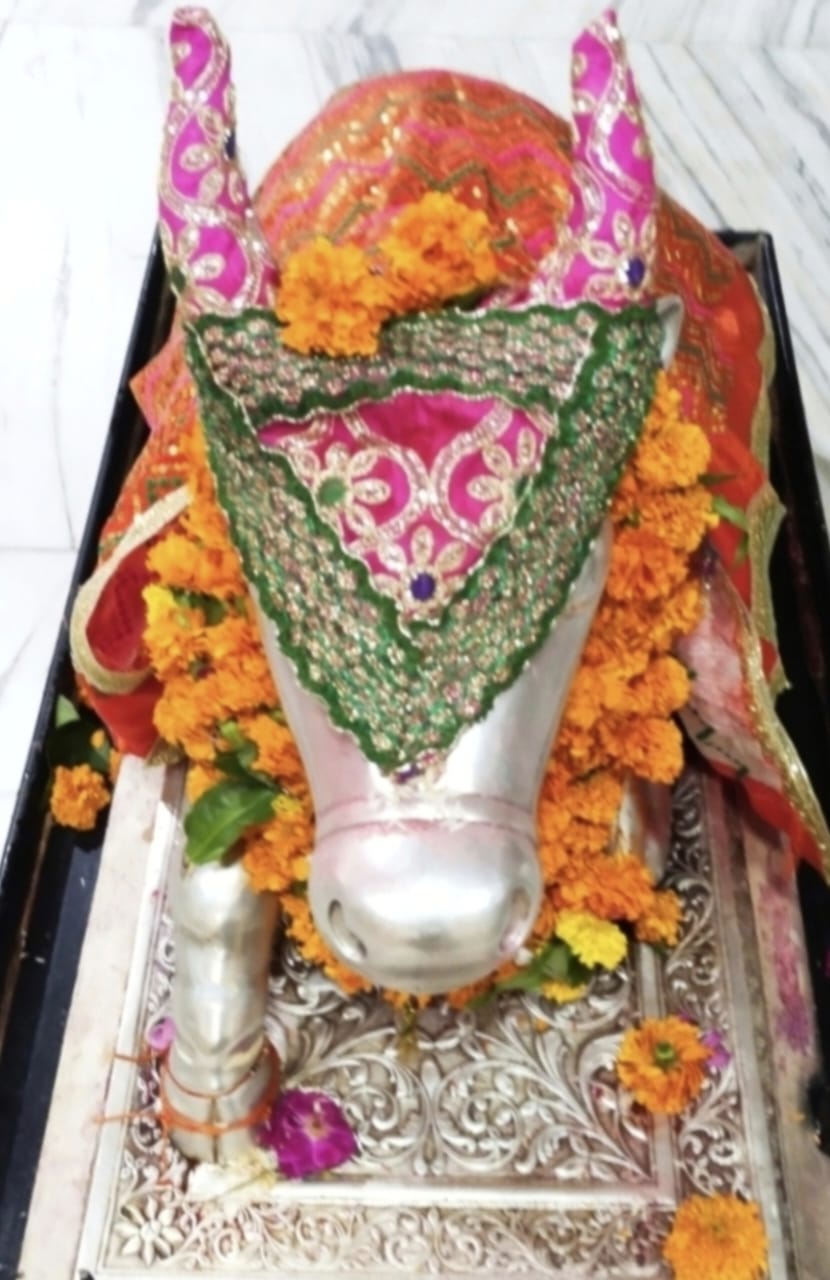 Darshan of Nandi Maharaj