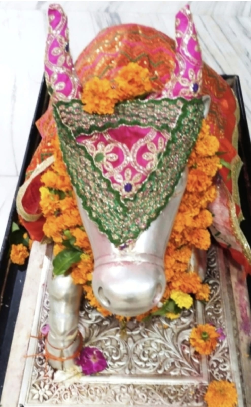 Darshan of Nandi Maharaj